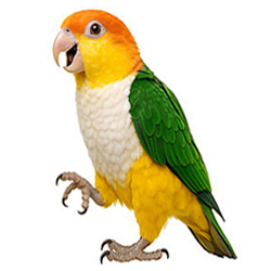 Caique Varieties